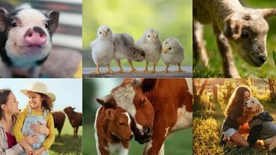 https://cruelty.farm