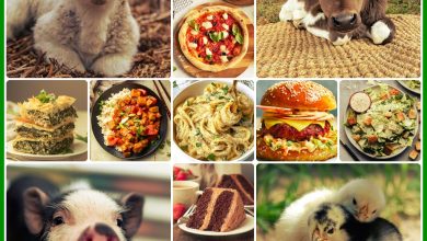 رژیم غذایی گیاهی
